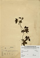 藏品(日本葎草)的圖片